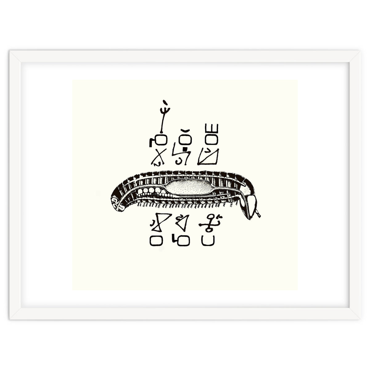 Diplopod David Felix