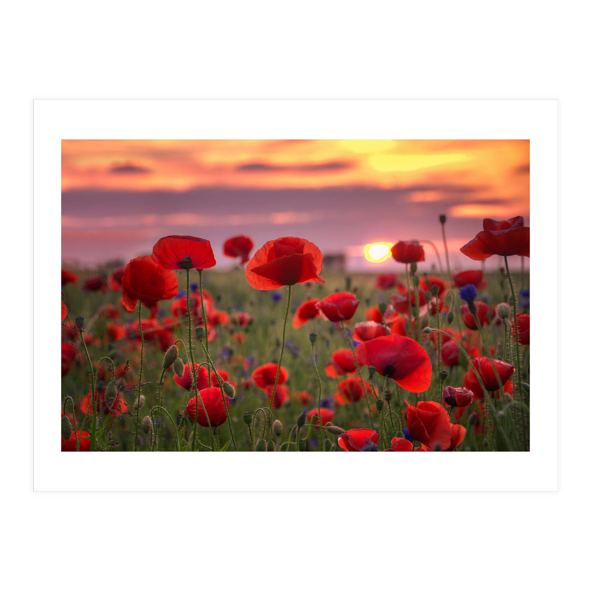 Poppies at Evening (Print Only)