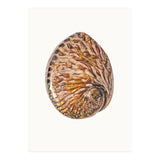 Cc Shell 03 (Print Only) thumbnail