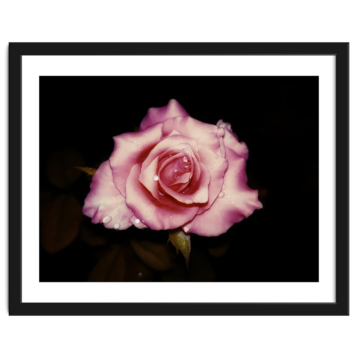 Satin Rose