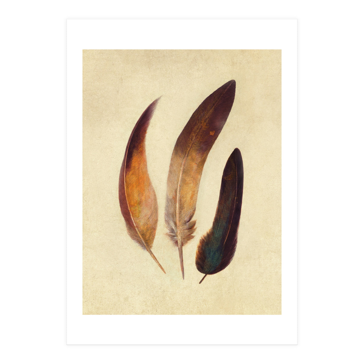 Three Feathers (Print Only)