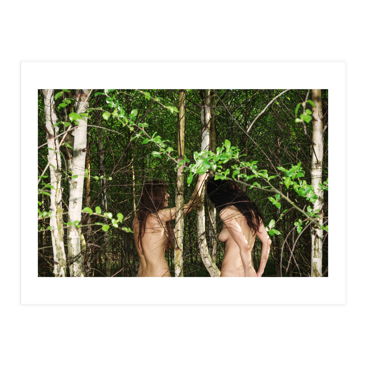 Birches (Print Only)