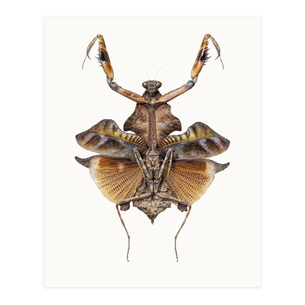 Cc Insects 06 (Print Only)