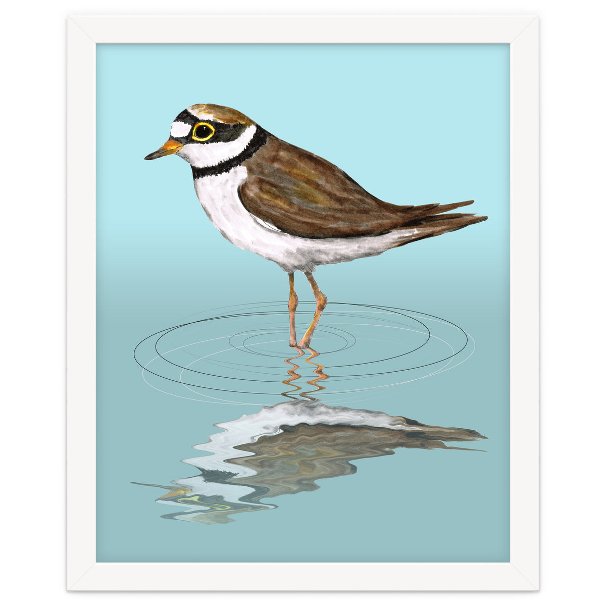 Little ringed  plover