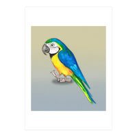 Blue and yellow macaw (Print Only)
