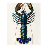 Crimson Crawfish illustrated (Print Only) thumbnail