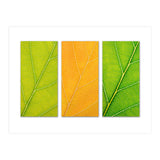 Autumn Leaves (Print Only) thumbnail