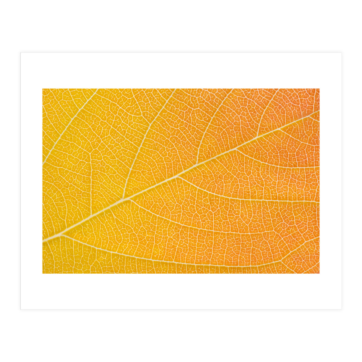 Autumn Leaf (Print Only)
