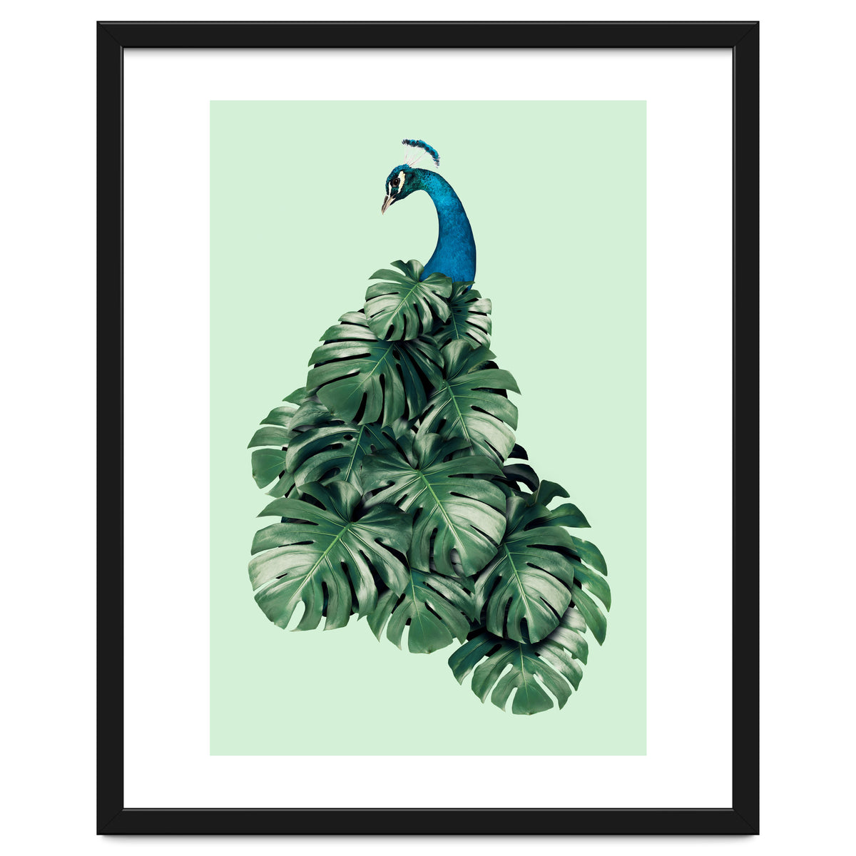 Monstera Bird