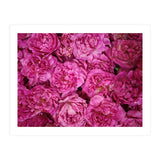 Rose Garden  (Print Only) thumbnail