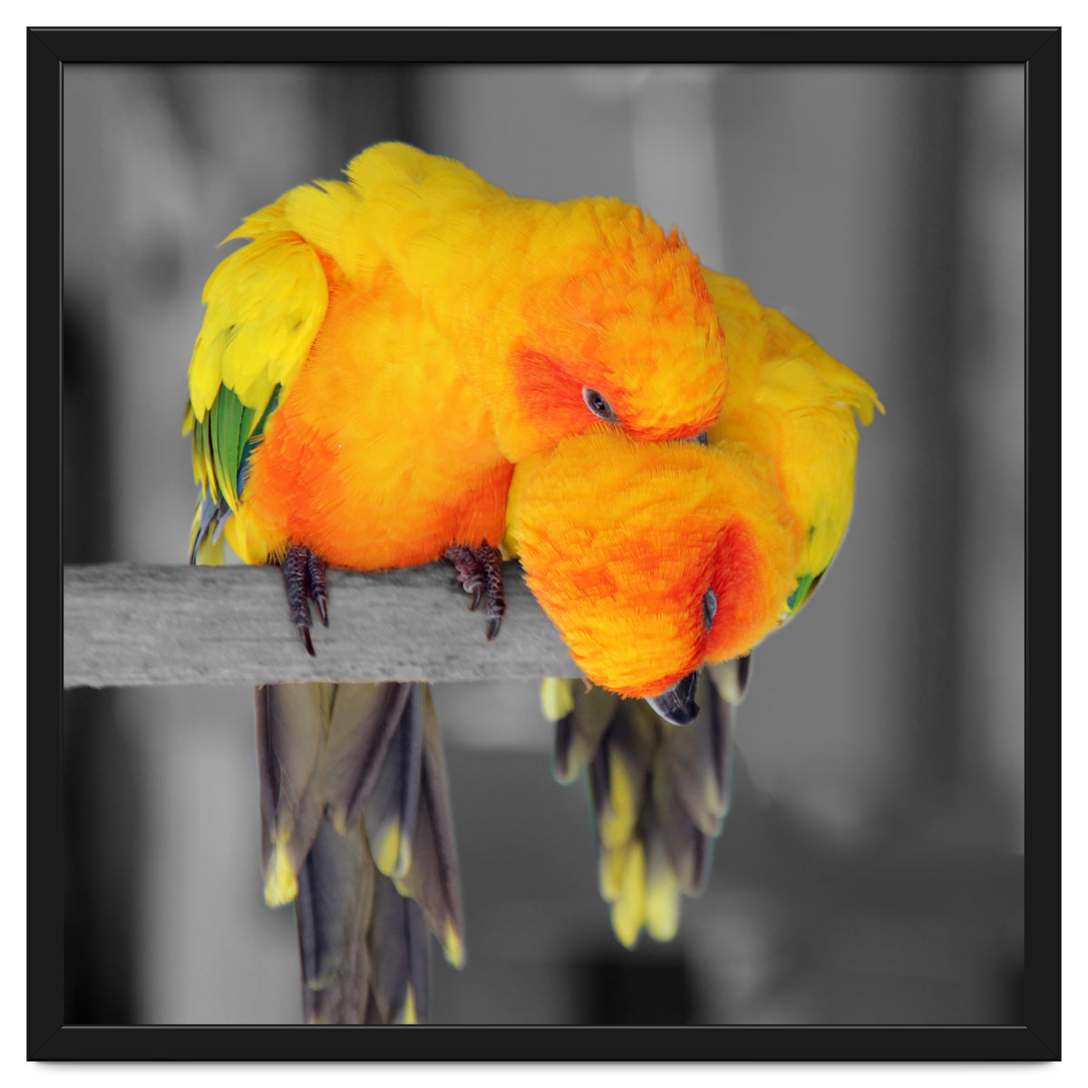 Two sun conures