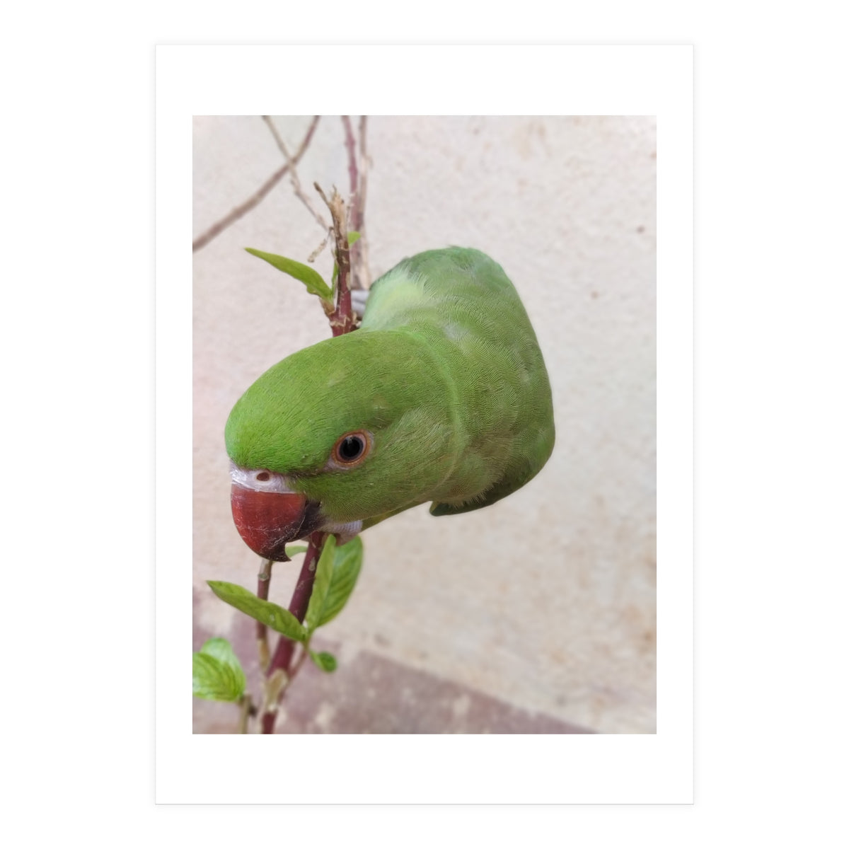 My Cute Parrot (Print Only)