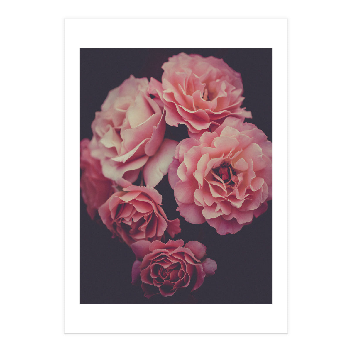 Dreamy Roses (Print Only)