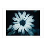 Bellis Perennis (Print Only) thumbnail