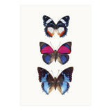 Cc Butterflies 03 (Print Only) thumbnail