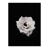 White Rose (Print Only) thumbnail