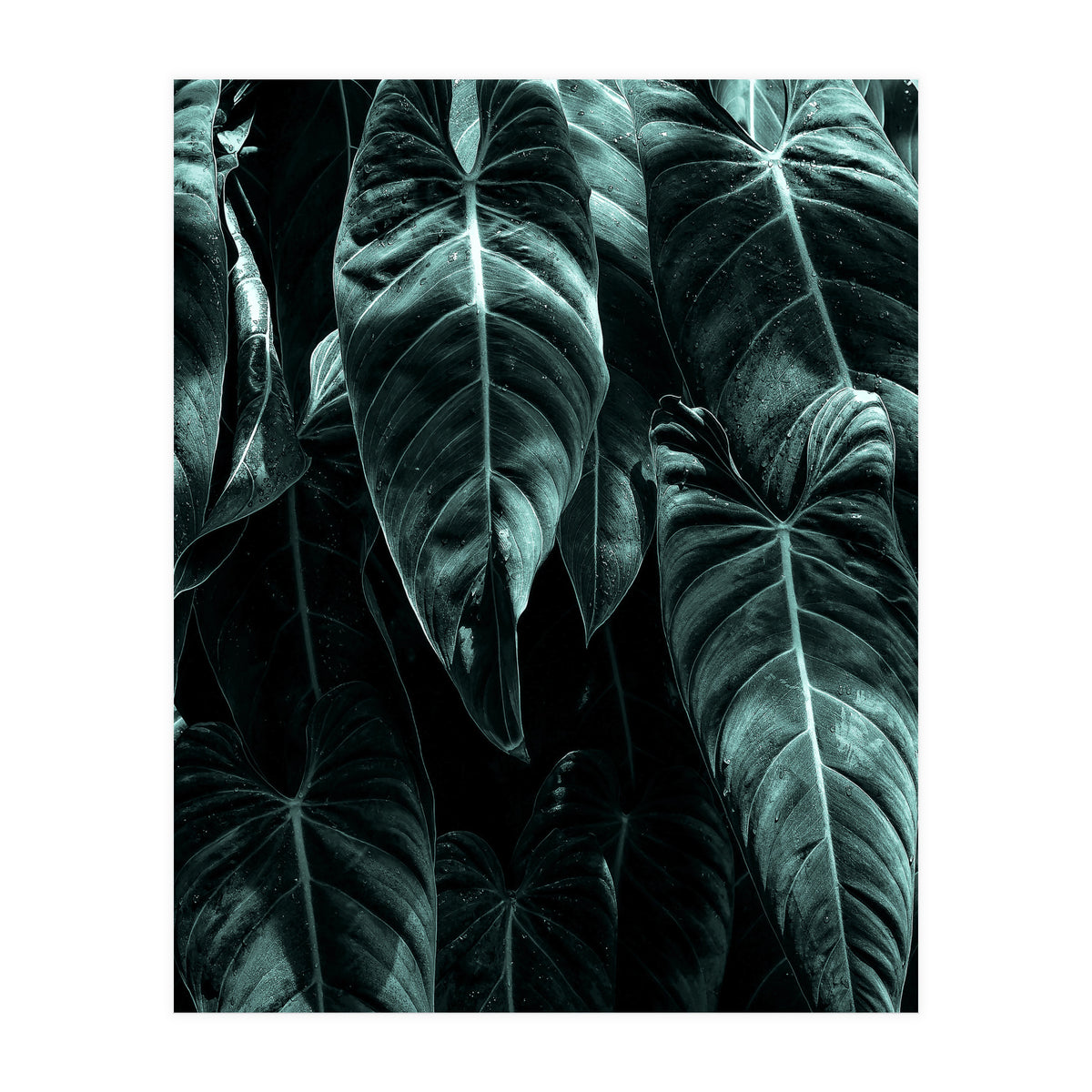 The Jungle (Print Only)
