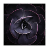 DARKSIDE OF SUCCULENTS VIII (Print Only) thumbnail