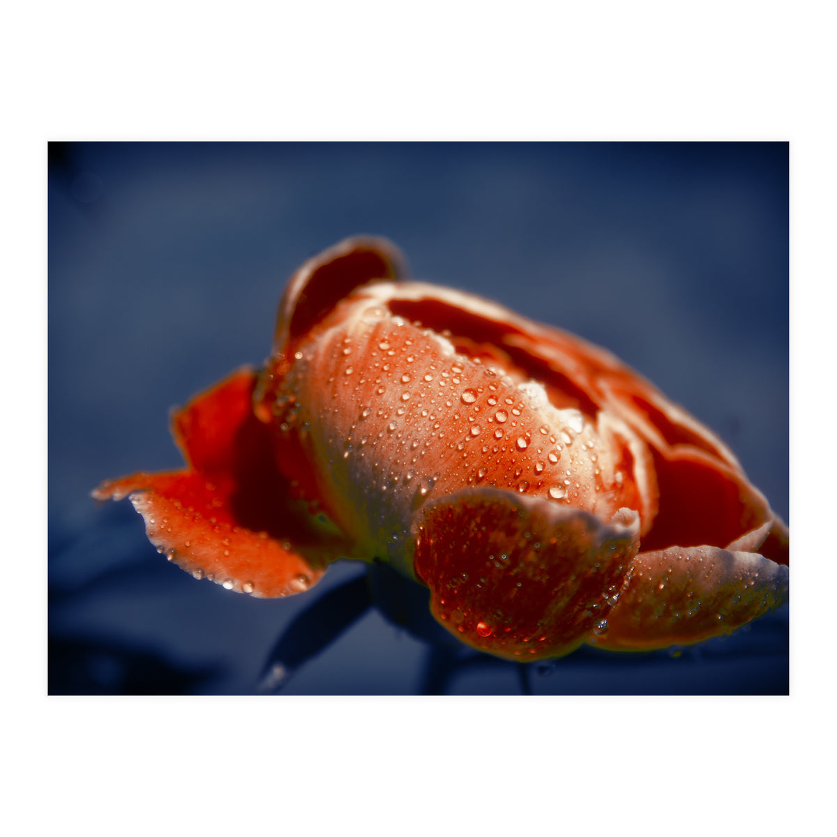 Peony Flower (Print Only)