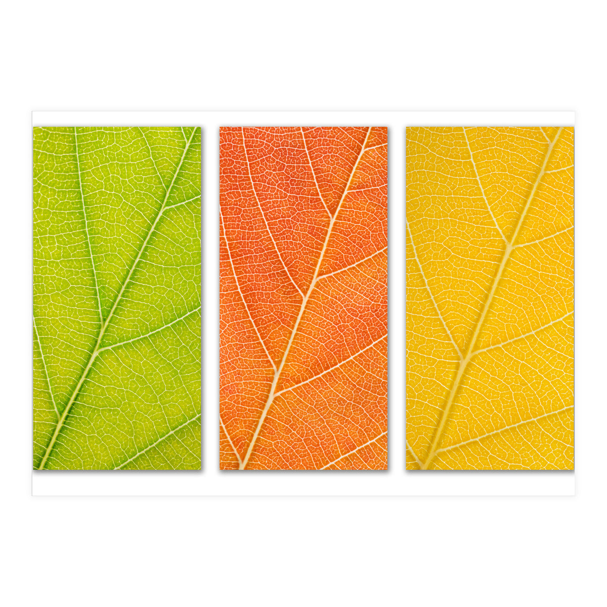 Autumn Leaves (Print Only)