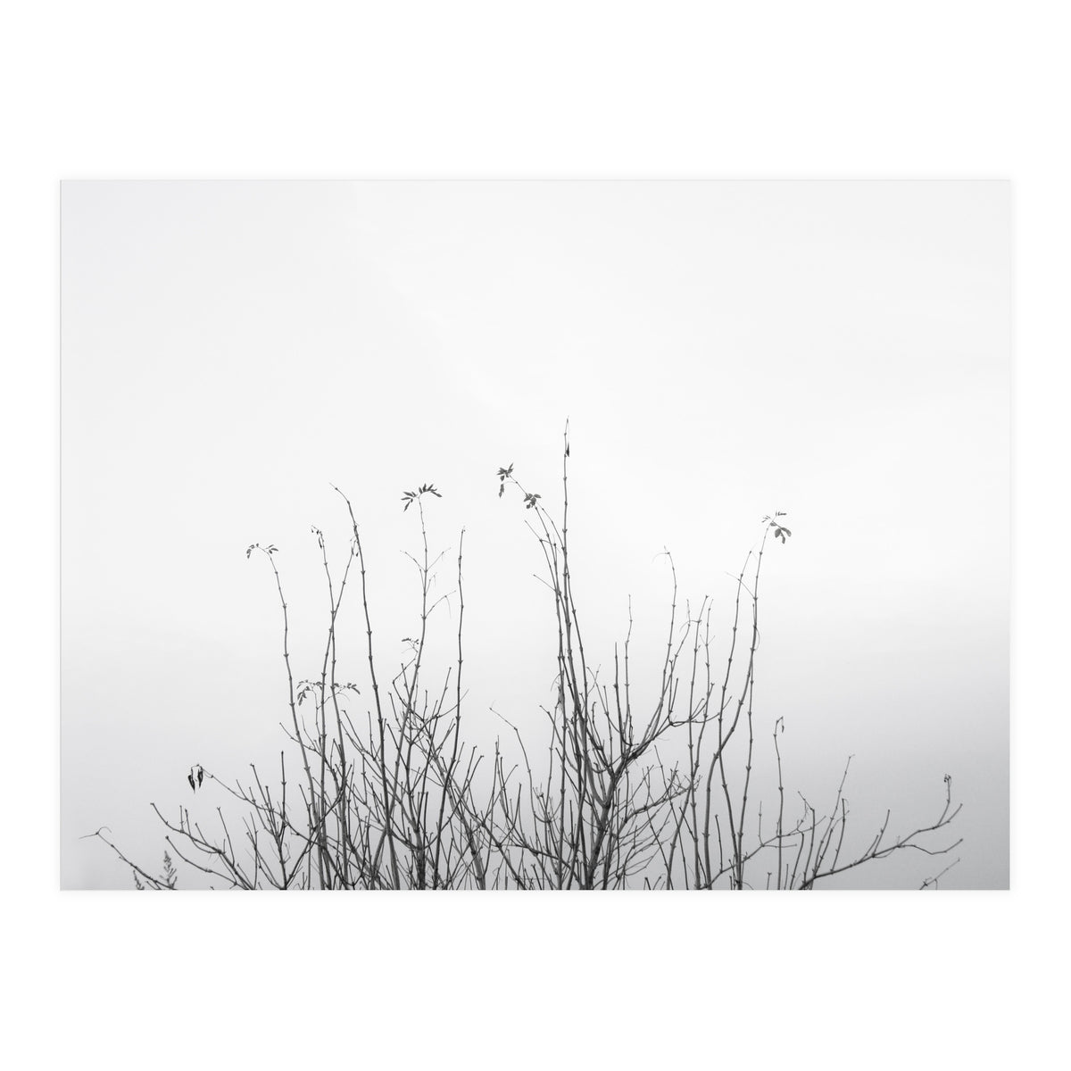 possibly (Print Only)