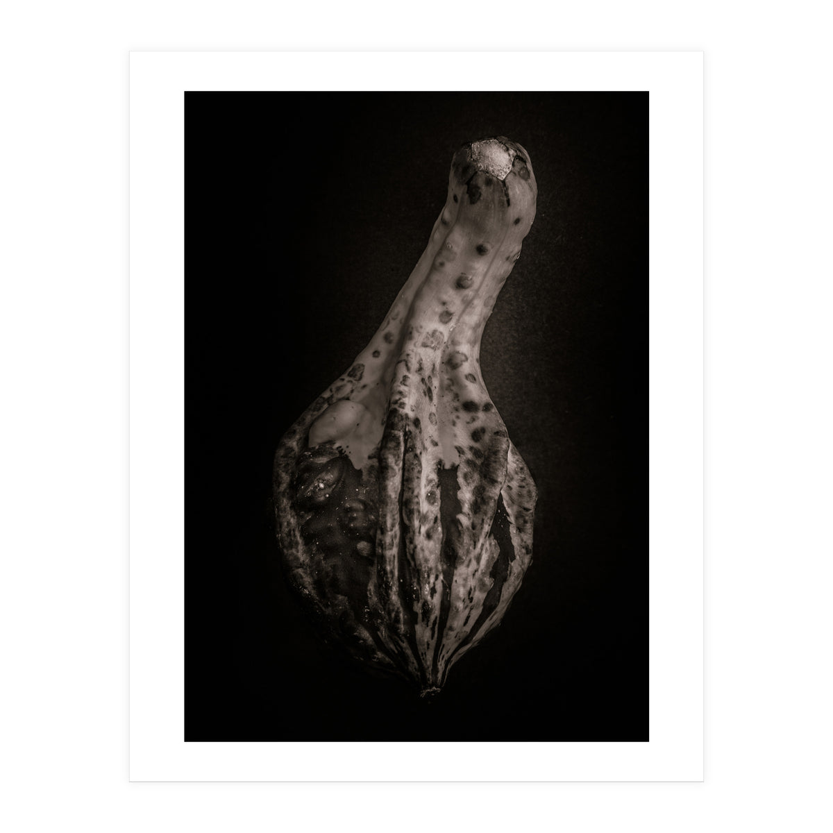 Gourds No 3 (Print Only)