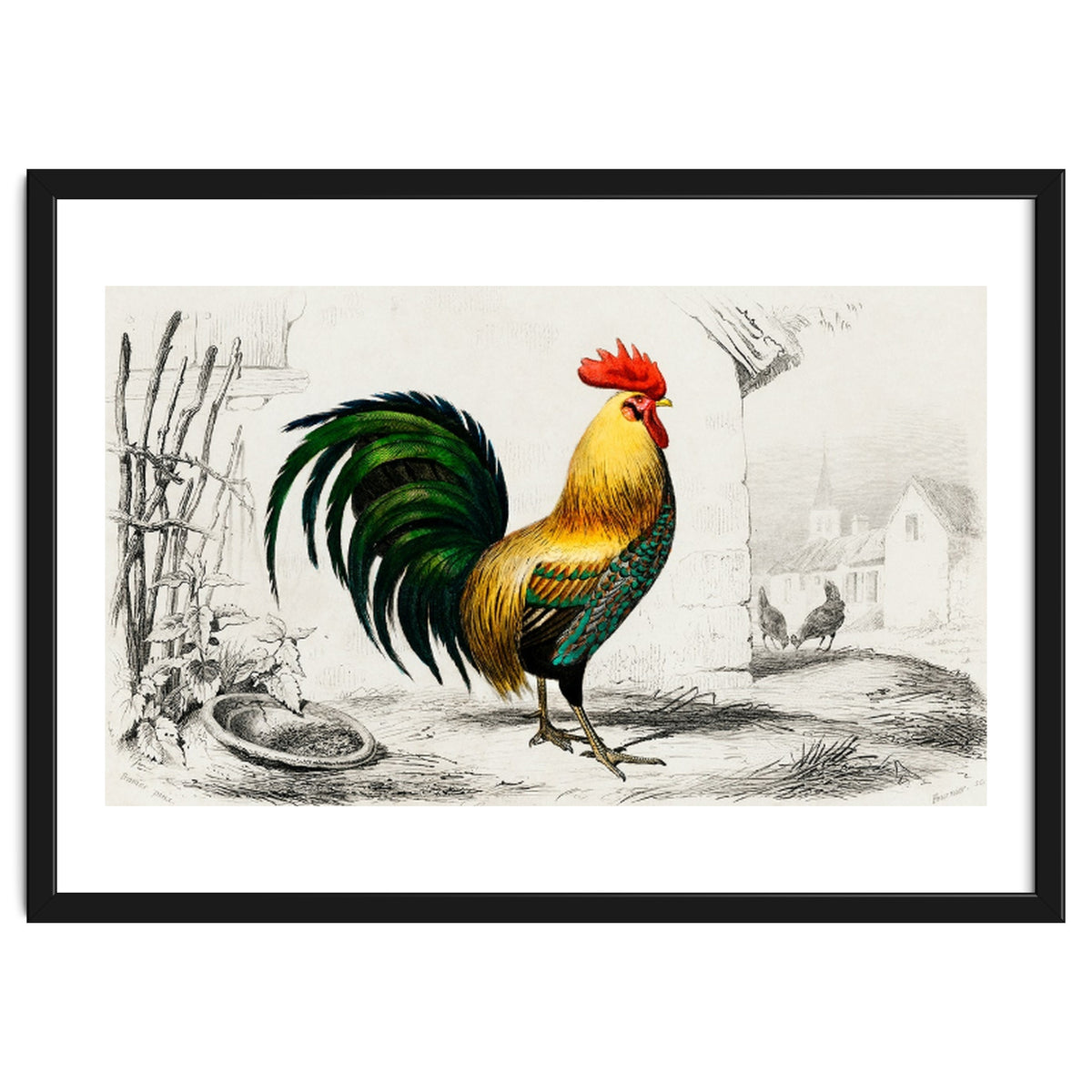 Cock illustrated