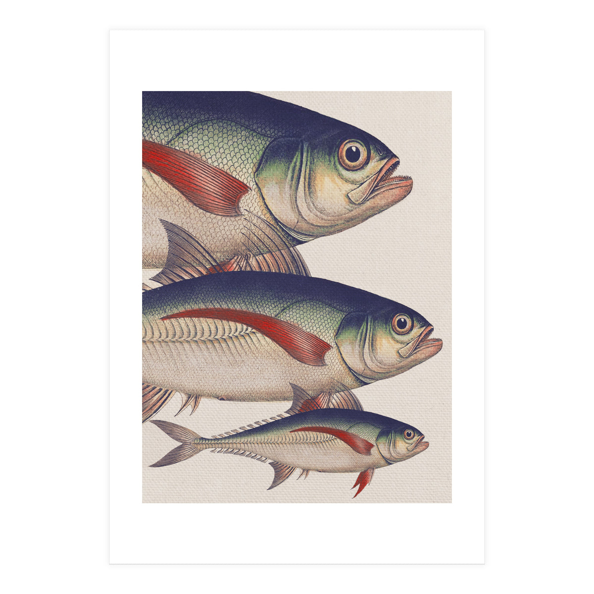 Fish Classic Designs 5 (Print Only)