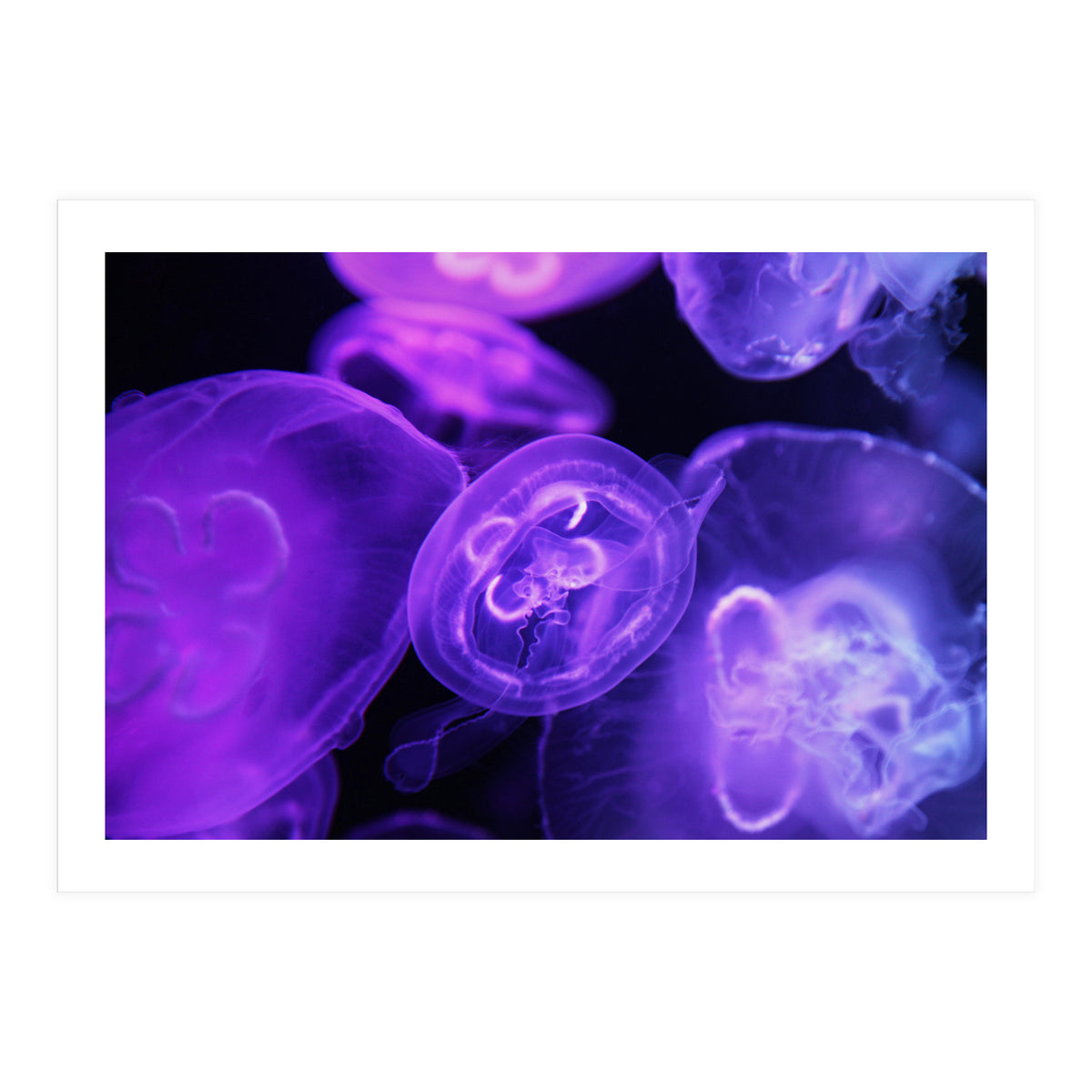 Jellyfish (Print Only)