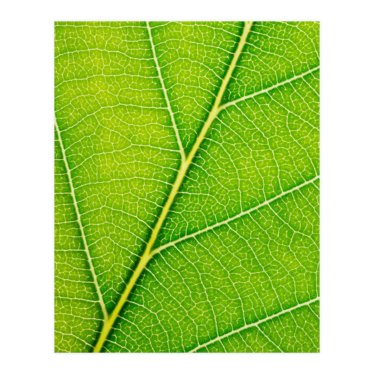 Autumn Leaf (Print Only)