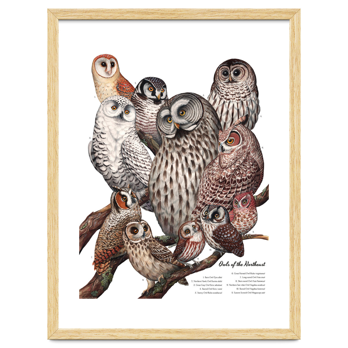 Owls Of The Northeast