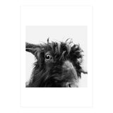 Charly the coat (Print Only) thumbnail