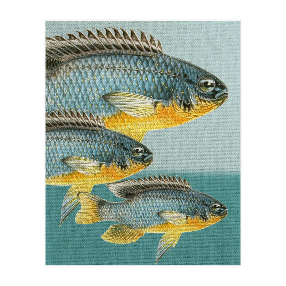 Fish Classic Designs 12 (Print Only)