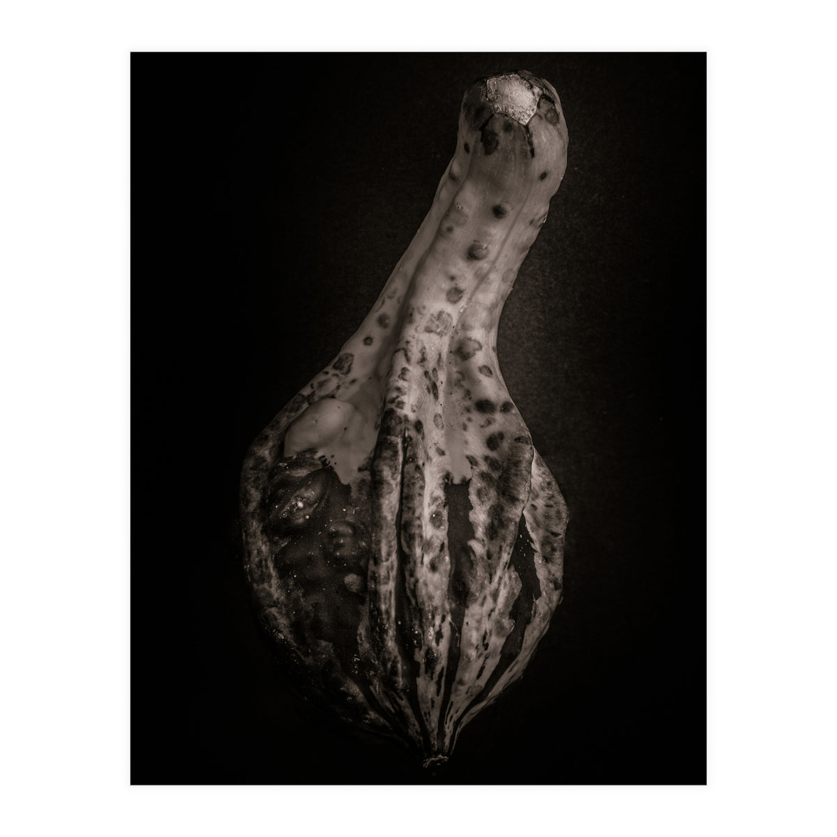 Gourds No 3 (Print Only)