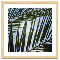 palm fronds