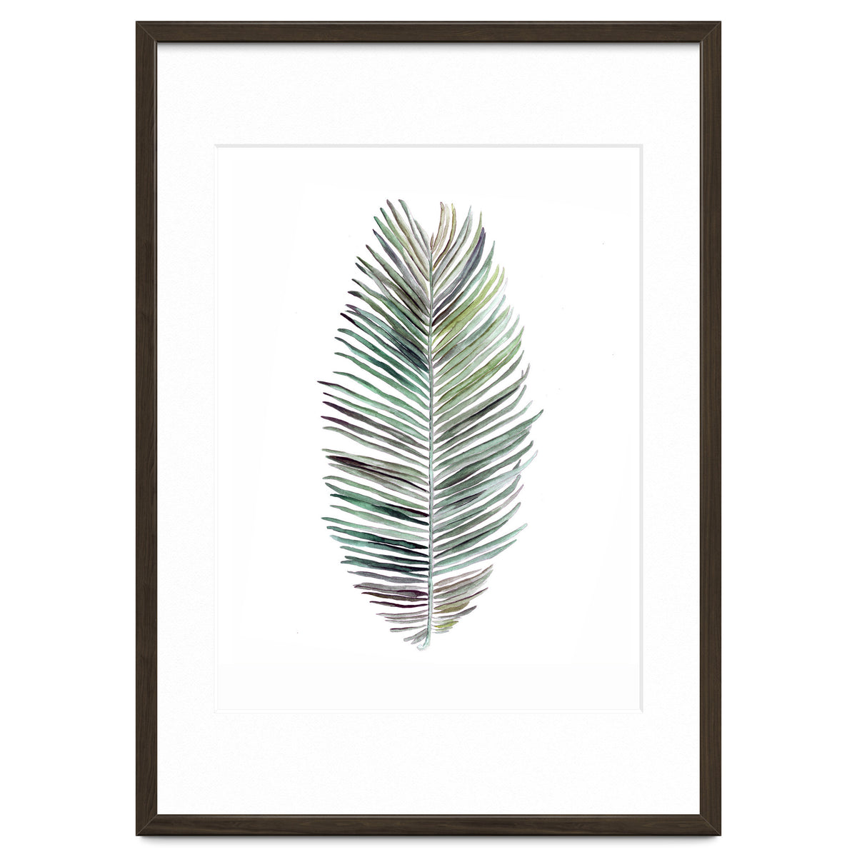 Botanical Illustration Cocos Palm