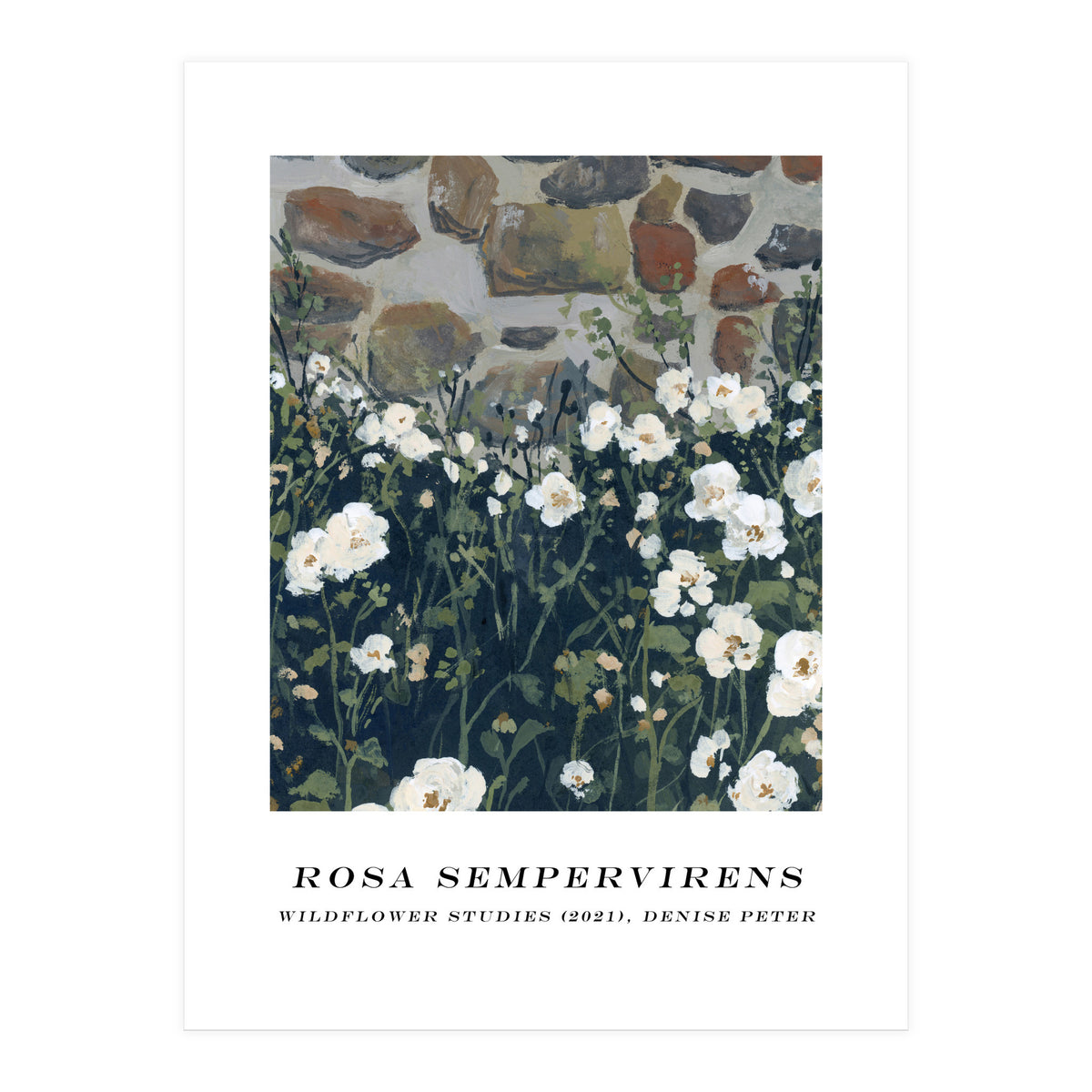 Rosa Sempervirens  (Print Only)