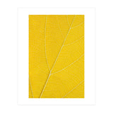 Autumn Leaf (Print Only) thumbnail