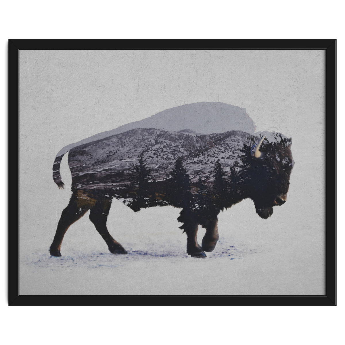 The American Bison