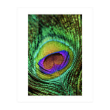 Peacock feather (Print Only) thumbnail