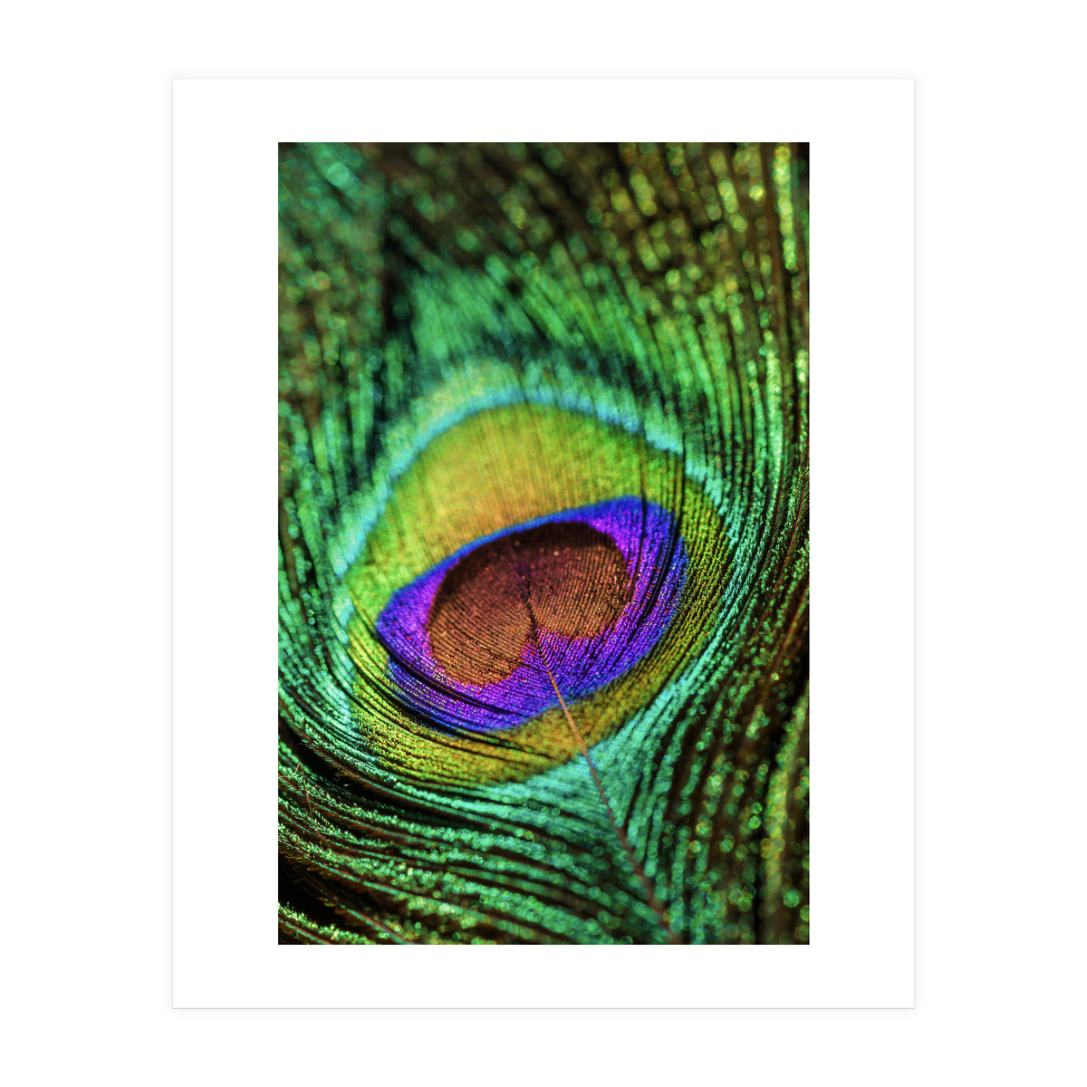 Peacock feather (Print Only)