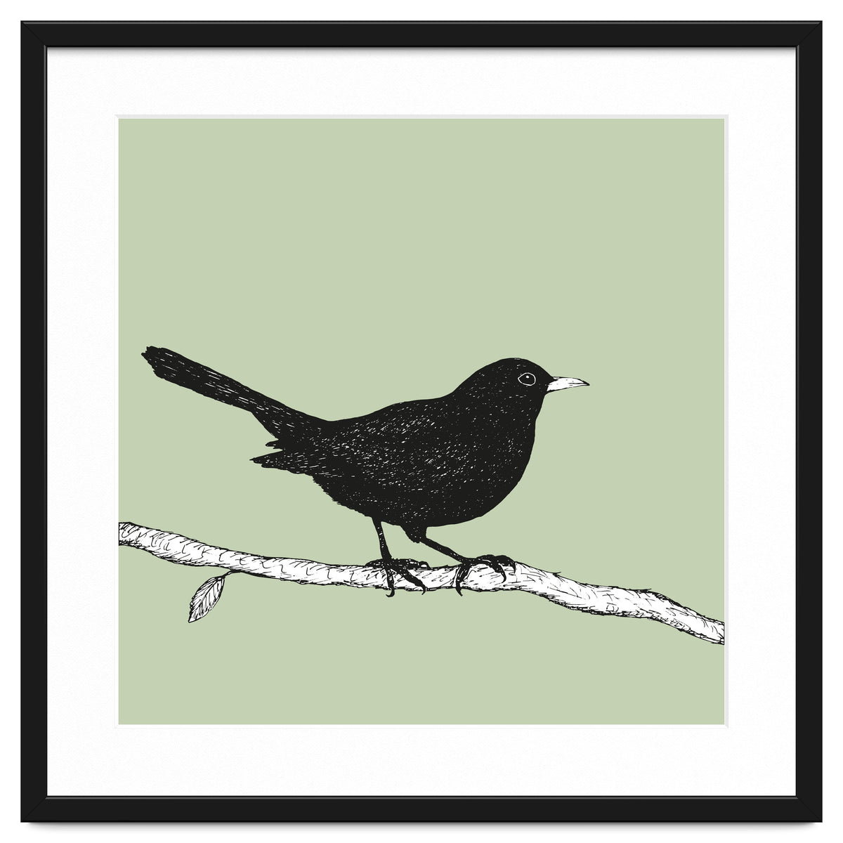 Blackbird pen drawing