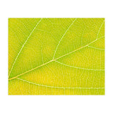 Autumn Leaf (Print Only) thumbnail