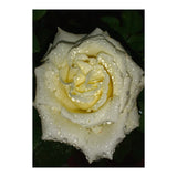 Floribunda Rose (Print Only) thumbnail
