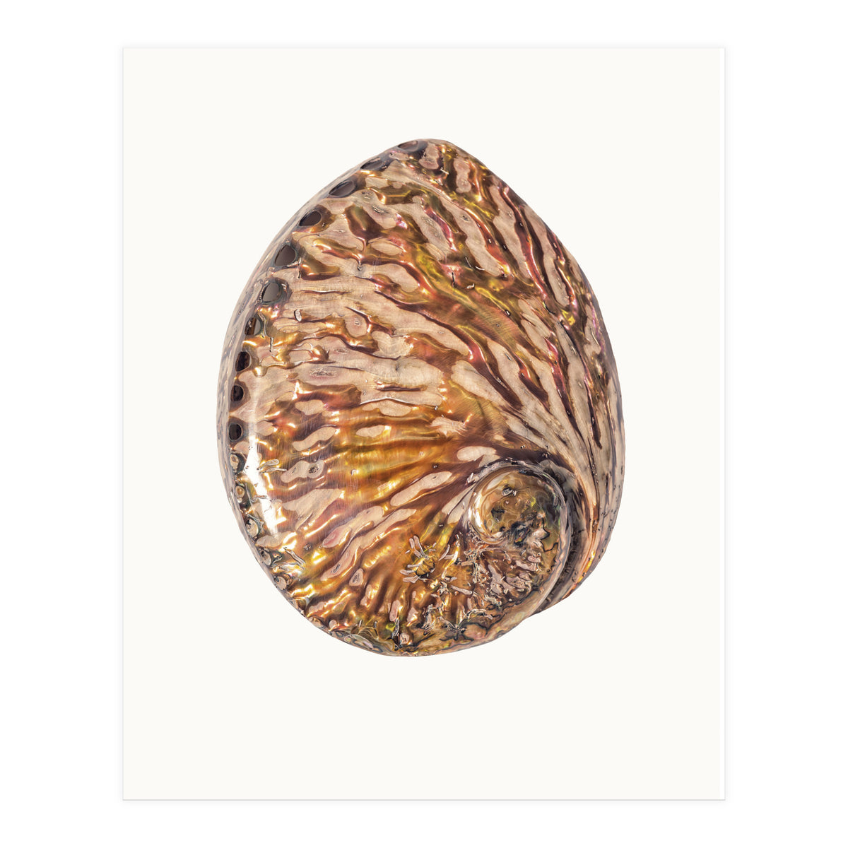 Cc Shell 03 (Print Only)