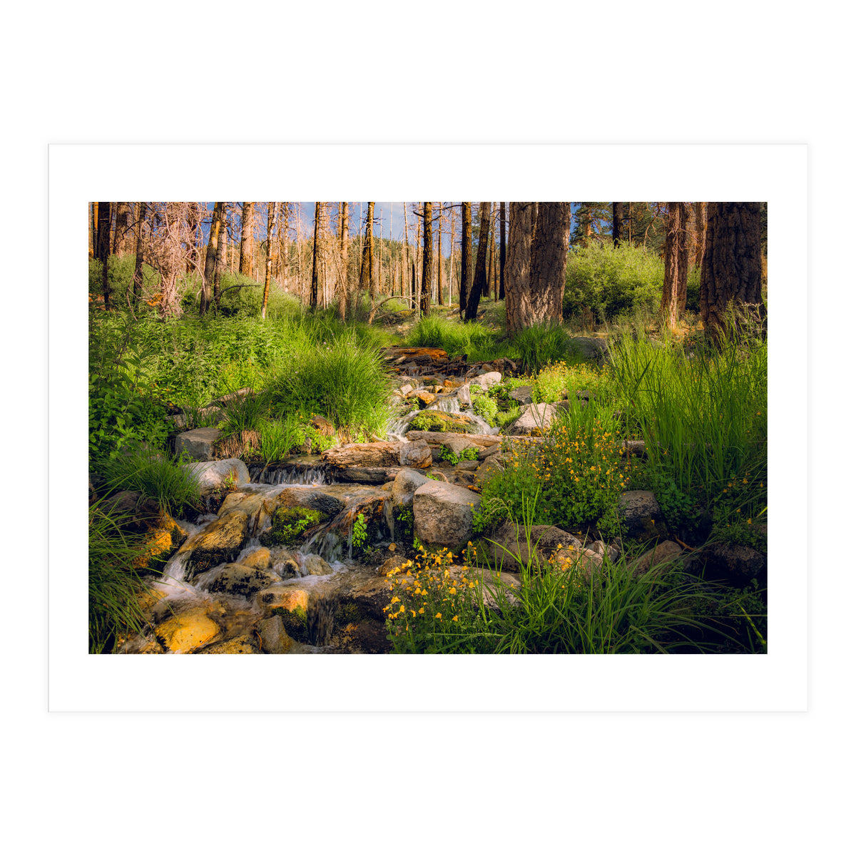 San Gorgonio Stream (Print Only)
