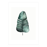 Botanical Illustration Banana Leaf (Print Only) thumbnail