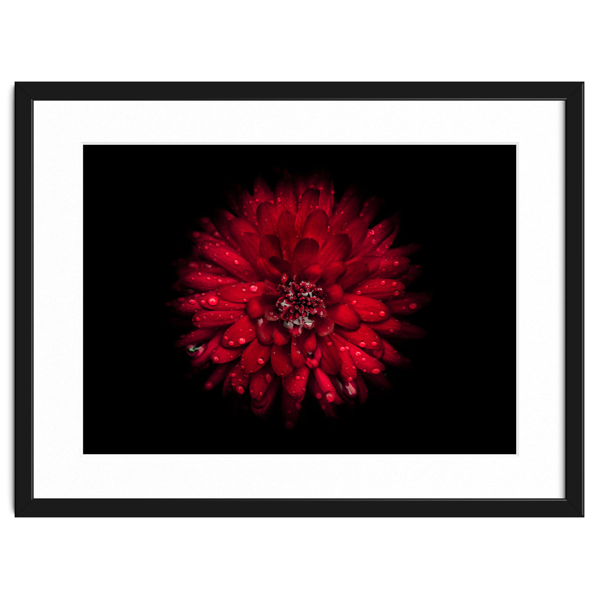 Backyard Flowers 45 Color Version