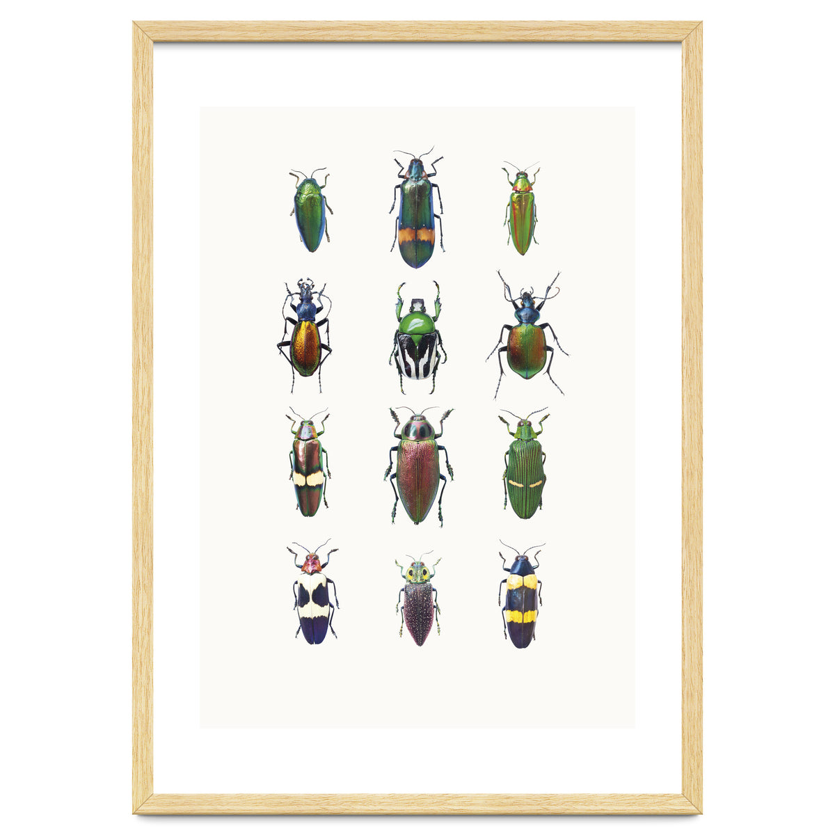 Cc Insects 03