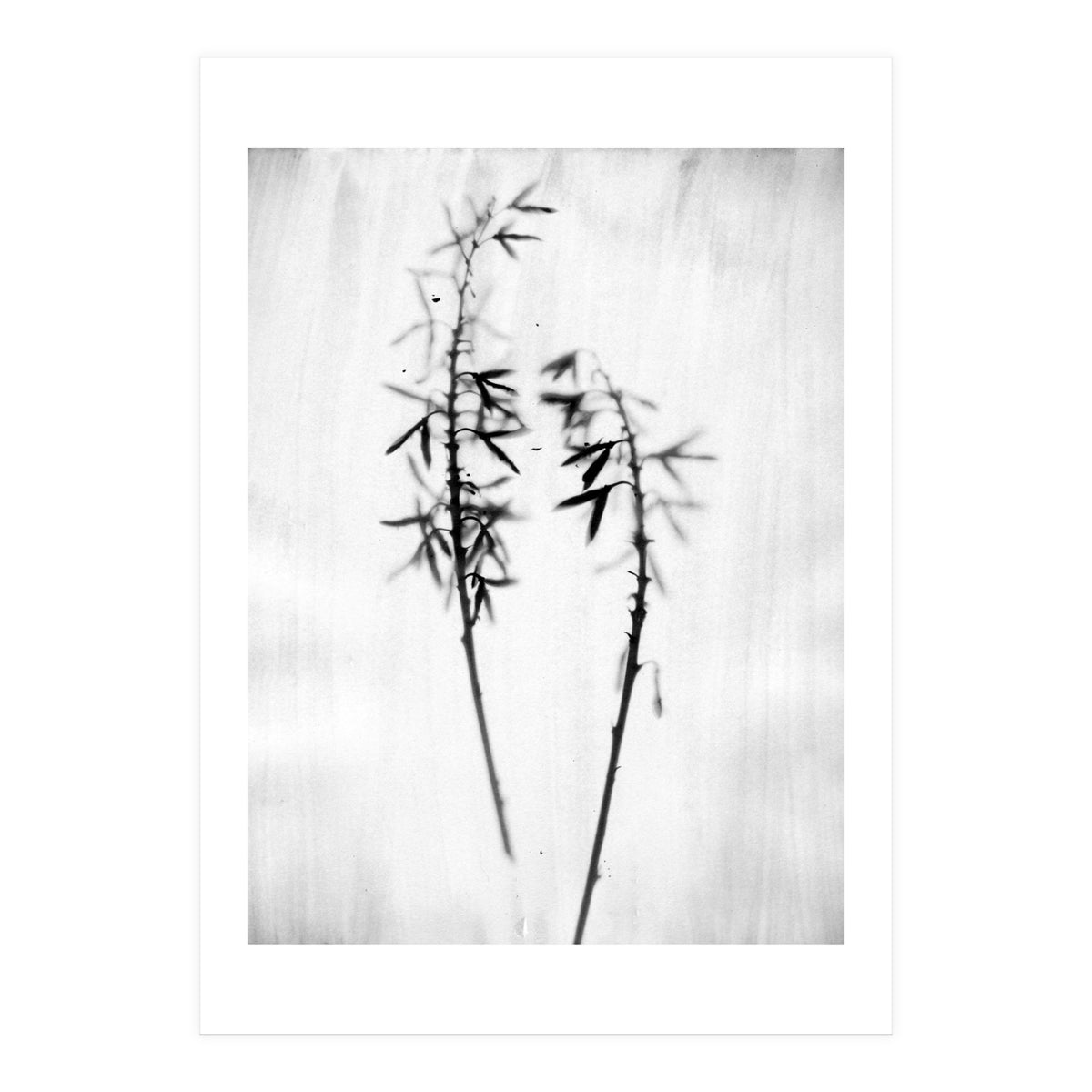 Hosta 2 (Print Only)
